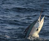sailfish