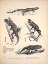 Yunnan_lizards