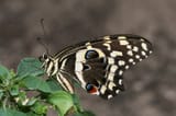 Citrus_Swallowtail_Papilio_demodocus