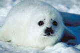 baby seal