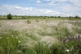 yelanets steppe