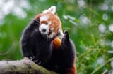 red panda