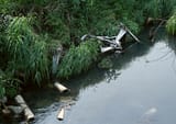 left on the bank