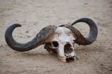 african buffalo