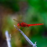 red on branch