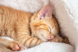 Cute_Eepy_Cat