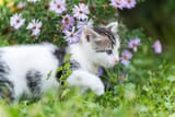 cat traversing
