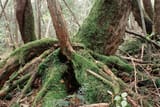 primeval forest