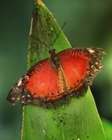 Leopard_Lacewing_Cethosia_cyane_2_Richard_Bartz
