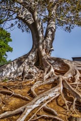 landscape-4928266