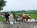People and Ox