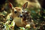 baby deer