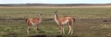 patagonian steppe