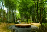 bamboo grove
