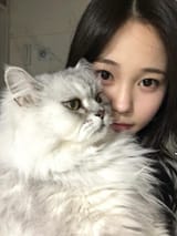 el gato