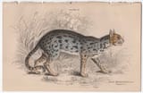 Nepaul Cat