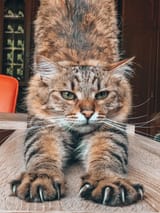 cat stretch