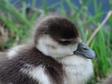 baby duck