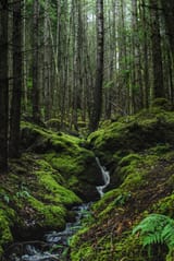 stream