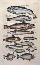 fishes