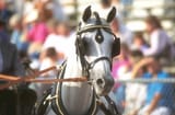 horse face