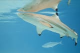 blacktip reef shark