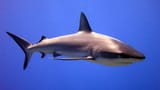 gray reef shark