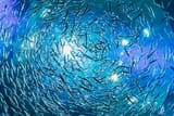 school of fish from below