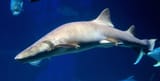 nurse shark