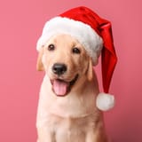 santa dog