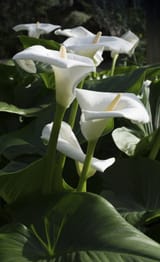 callalilywhite