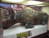 steppe bison