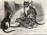 domestic cat
