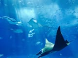 rays