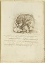 da vinci skull