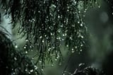 drippings