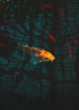 koi