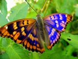 blue and orange