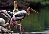 the storks