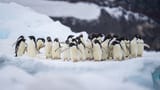 cute group