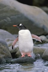 gentoo