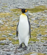 king penguin