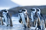 african penguin