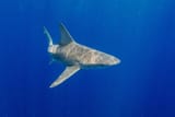 sandbar shark