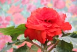 kim flower