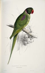 Psittacula_eupatria_-Palæornis_cucullatus_Hooded_parrakeet_-by_Edward_Lear_1812-1888