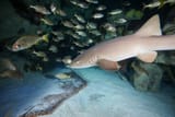 nurse shark 2