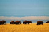 bison-herd-plains_3x2