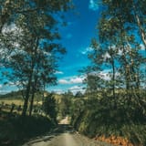 summer_road_trees_122786_2780x2780