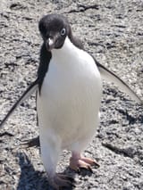 esa space penguin